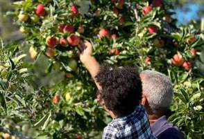 Young child picking apples with grandparent