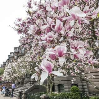 Back Bay in Spring