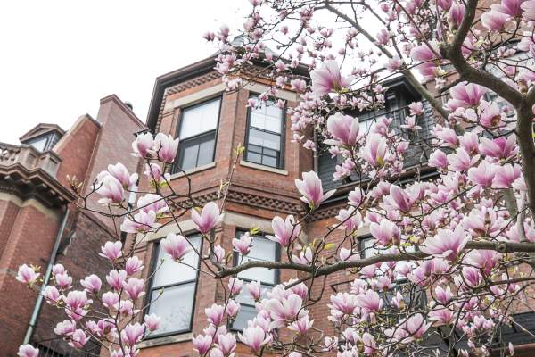 Spring Blooms - Back Bay
