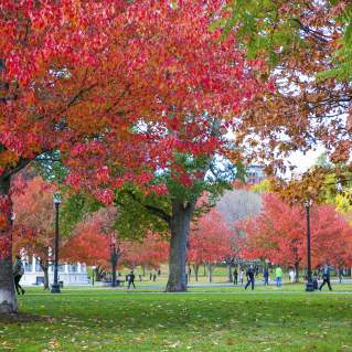 Boston Common Foliage