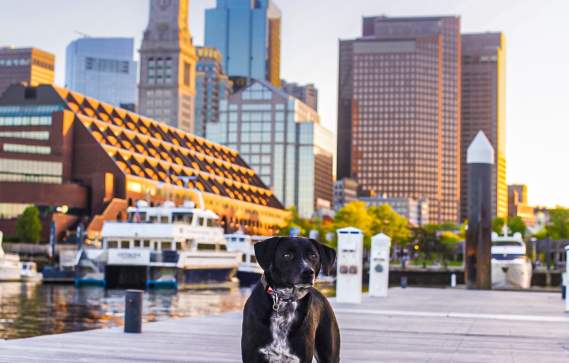 Pet-Friendly Activities in Boston