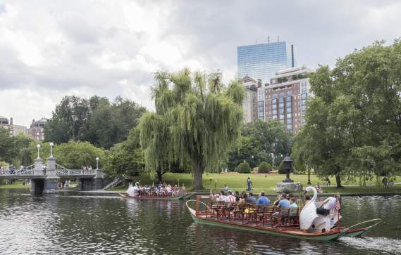 Swan Boats In Boston, MA