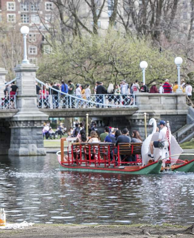 Swan Boats in Public Garden