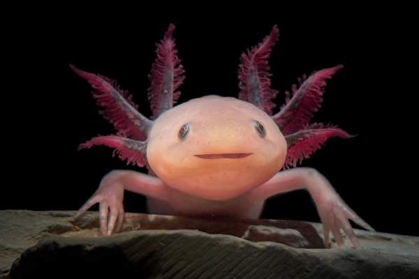 Science Spotlights: Amazing Axolotls!
