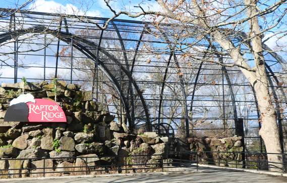 Raptor Ridge at Franklin Park Zoo