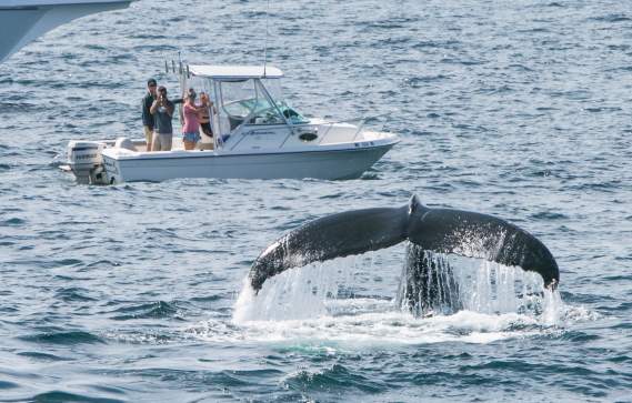 Massachusetts Whale Trail