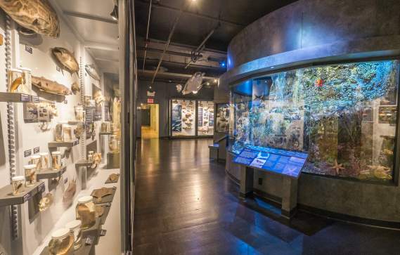 Harvard Natural History Museum